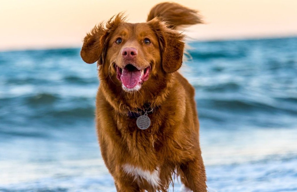 Our Dog Friendly Promise to You